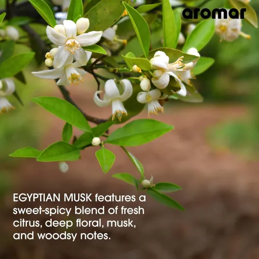 814Y3iXbNxL._AC_SL1500_