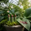 Chappell Roan's Viva Glam: Three Shades, Full Charity, Zero Filler